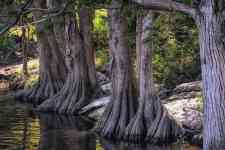 Austin: tree, roots, cypress