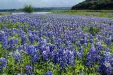 Austin: Texas, austin, blue bonnets