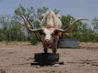 Austin: Texas, beef, longhorn