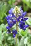 Austin: flowers, Bluebonnet, plant
