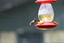 Austin: bird, feeder, hummingbird