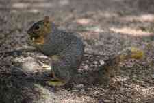 Austin: wildlife, squirrel, Foraging