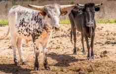 Austin: nature, Cows, texas longhorn