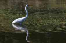 Austin: river, bird, egret