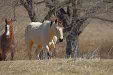 Austin: ranch, Horses, ranch land