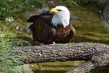 Austin: bird, bald eagle, american eagle
