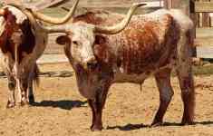 Austin: farm, cow, texas longhorn