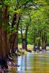 Austin: Trees, creek, cypress trees