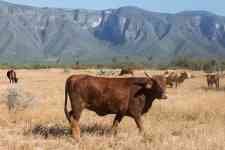 Austin: ranch, farm, cow