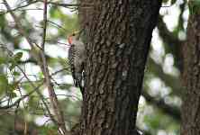 Austin: tree, bird, woodpecker