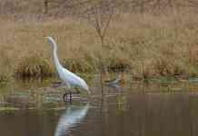 Austin: lake, bird, great egret