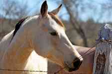 Austin: ranch, horse, fence