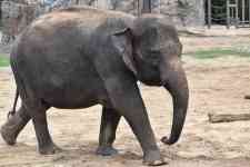 Austin: elephant, asian elephant, wild animal