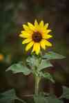 Austin: flower, sunflower, plant