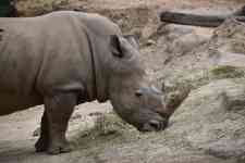 Austin: rhino, wild animal, rhinoceros