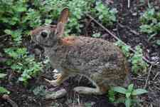 Austin: animal, rabbit, hare