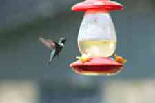 Austin: bird, bird feeder, hummingbird