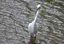 Austin: lake, Texas, egret