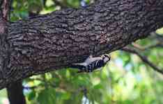 Austin: bird, animal, woodpecker