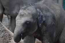 Austin: animal, Calf, elephant