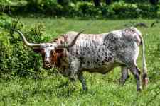 Austin: Texas, Cattle, longhorn
