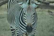 Austin: animal, safari, zebra