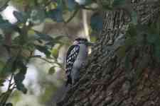 Austin: nature, bird, woodpecker
