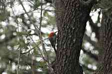 Austin: tree, bird, woodpecker