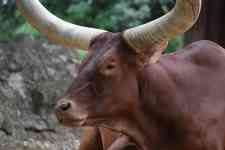 Austin: animal, zoo, ox