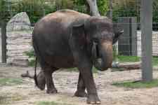 Austin: elephant, asian elephant, wild animal
