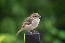 Austin: bird, ornithology, sparrow
