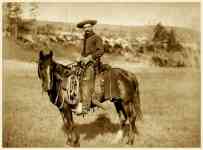 Austin: horse, Western, cowboy