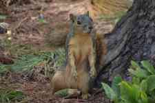 Austin: wildlife, squirrel, rodent
