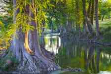 Austin: stream, cypress trees, Cypress Creek