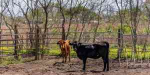 Austin: Cows, Cattle, texas longhorn