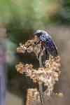 Austin: texas click beetle, beetle species, beetle identification